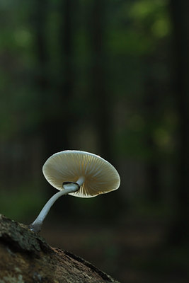 BUITEN BEELD Foto: 142735