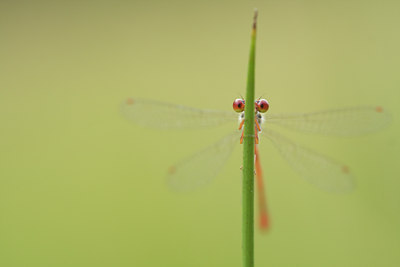 BUITEN BEELD Foto: 142736