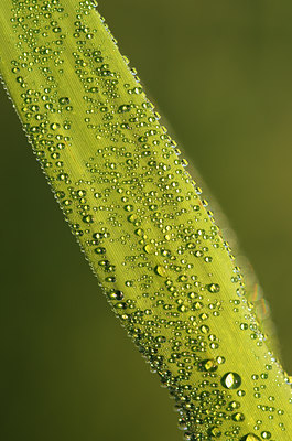 BUITEN BEELD Foto: 142752