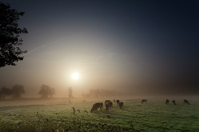 BUITEN BEELD Foto: 142771