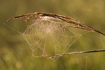 BUITEN BEELD Foto: 142832