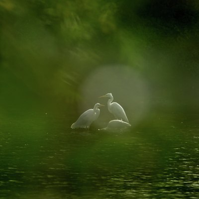 BUITEN BEELD Foto: 142835