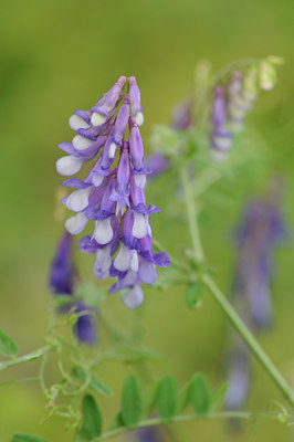 BUITEN BEELD Foto: 142847