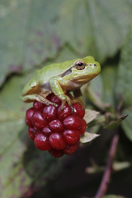 BUITEN BEELD Foto: 142856