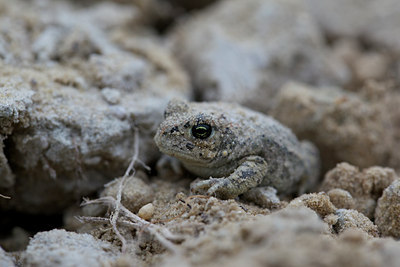 BUITEN BEELD Foto: 142877