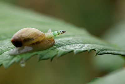 BUITEN BEELD Foto: 142879