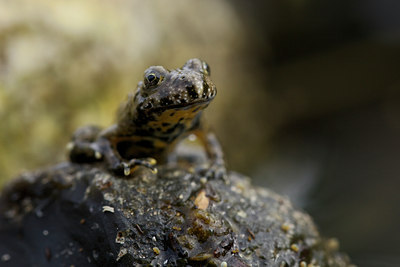 BUITEN BEELD Foto: 142885