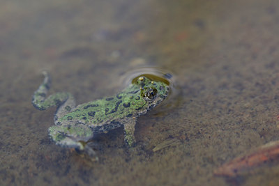 BUITEN BEELD Foto: 142887