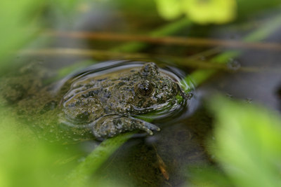 BUITEN BEELD Foto: 142889