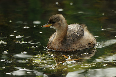 BUITEN BEELD Foto: 142898