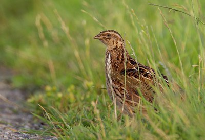 BUITEN BEELD Foto: 142955