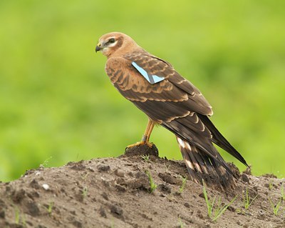 BUITEN BEELD Foto: 142958