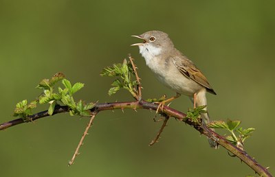BUITEN BEELD Foto: 142962