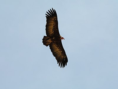 BUITEN BEELD Foto: 142997