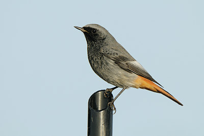 BUITEN BEELD Foto: 143003