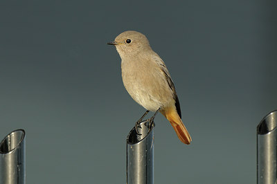 BUITEN BEELD Foto: 143006