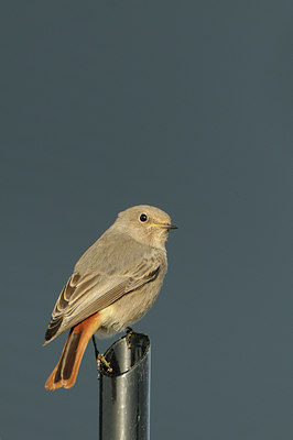 BUITEN BEELD Foto: 143008