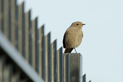 BUITEN BEELD Foto: 143011