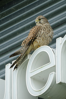 BUITEN BEELD Foto: 143023
