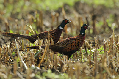 BUITEN BEELD Foto: 143025