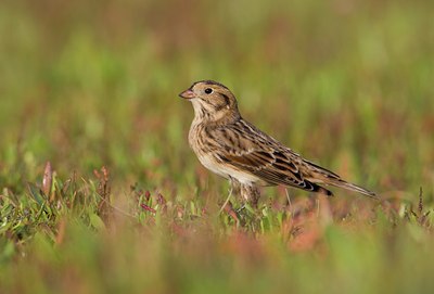 BUITEN BEELD Foto: 143072