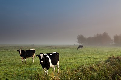 BUITEN BEELD Foto: 143085