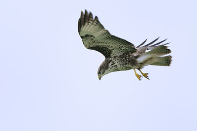 BUITEN BEELD Foto: 143088
