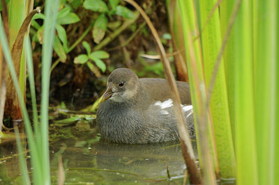 BUITEN BEELD Foto: 143089