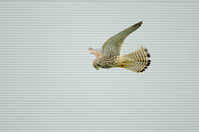 BUITEN BEELD Foto: 143091