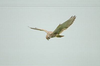 BUITEN BEELD Foto: 143092