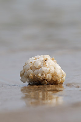 BUITEN BEELD Foto: 143094