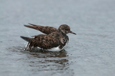 BUITEN BEELD Foto: 143099