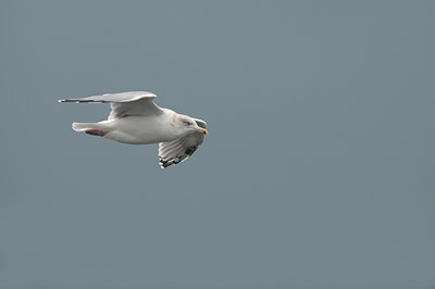 BUITEN BEELD Foto: 143104