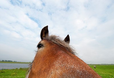 BUITEN BEELD Foto: 143110