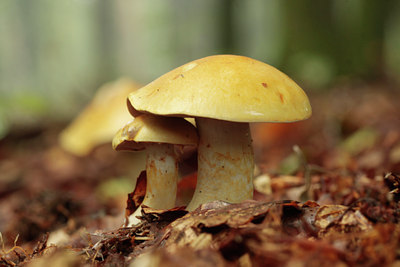 BUITEN BEELD Foto: 143176
