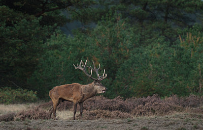 BUITEN BEELD Foto: 143189