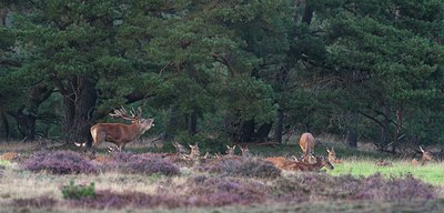 BUITEN BEELD Foto: 143190