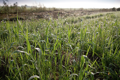 BUITEN BEELD Foto: 143212