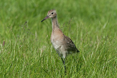 BUITEN BEELD Foto: 143234