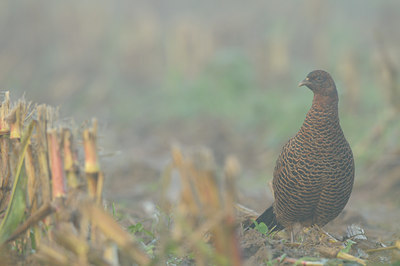 BUITEN BEELD Foto: 143258