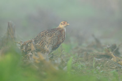 BUITEN BEELD Foto: 143259