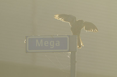 BUITEN BEELD Foto: 143262