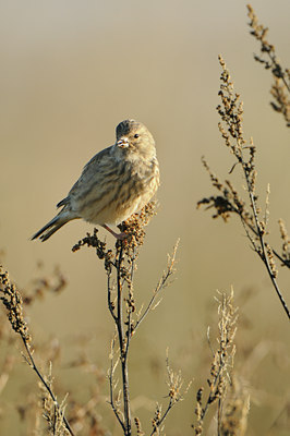 BUITEN BEELD Foto: 143265