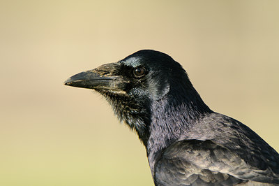 BUITEN BEELD Foto: 143269