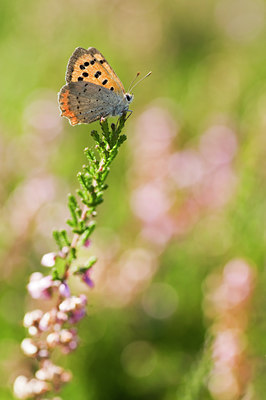 BUITEN BEELD Foto: 143285