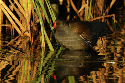 BUITEN BEELD Foto: 143296