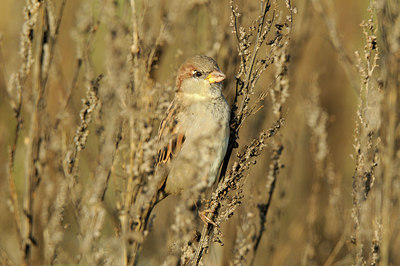 BUITEN BEELD Foto: 143300