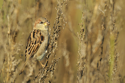 BUITEN BEELD Foto: 143301