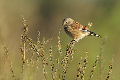 BUITEN BEELD Foto: 143302