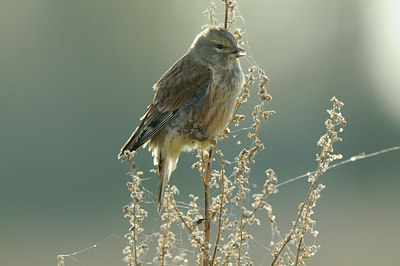 BUITEN BEELD Foto: 143306